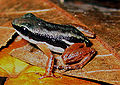 Thumbnail for version as of 00:01, 29 September 2007