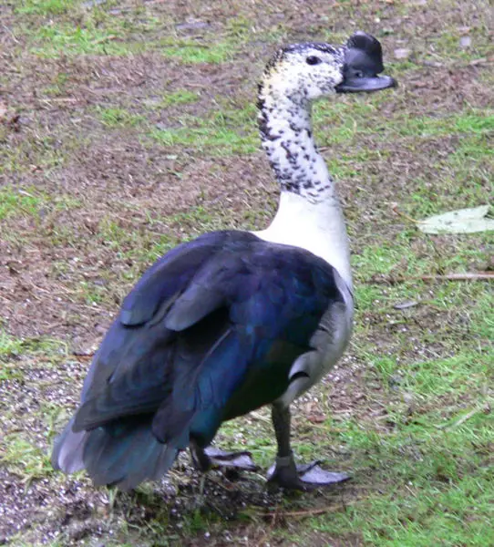 File:Comb duck.jpg