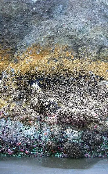 File:Intertide zonation at Kalaloch.jpg