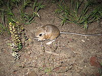 A Pale Kangaroo Mouse in Nevada