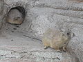 Thumbnail for version as of 03:42, 21 December 2008