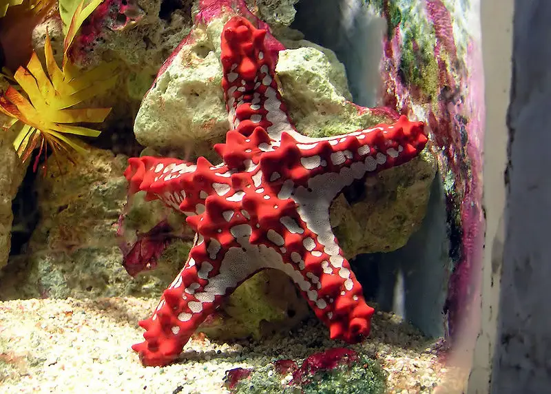File:Red-knobbed.starfish.arp.jpg