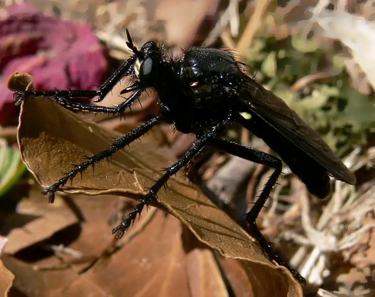 File:Asilidae.jpg
