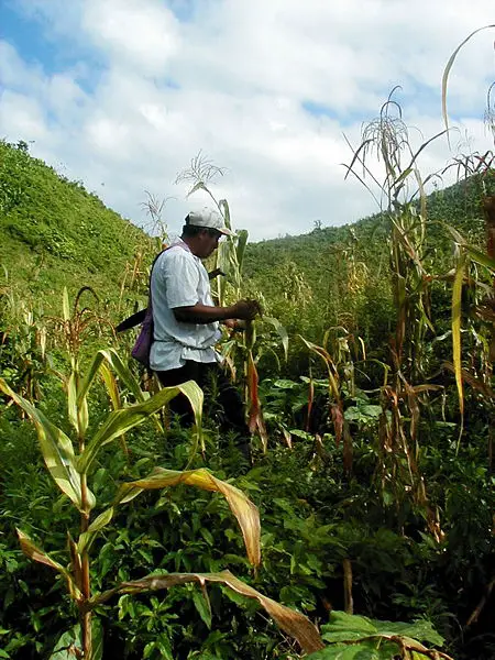 File:Belize farming gm.jpg