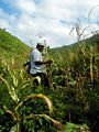 Thumbnail for version as of 22:03, 26 June 2007