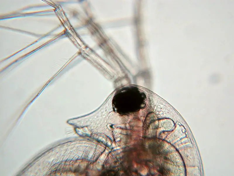 File:Daphnia fg02.jpg