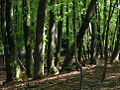 Thumbnail for version as of 14:00, 16 June 2006