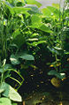 Thumbnail for version as of 15:57, 6 August 2006
