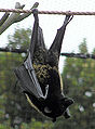Thumbnail for version as of 16:14, 19 October 2008