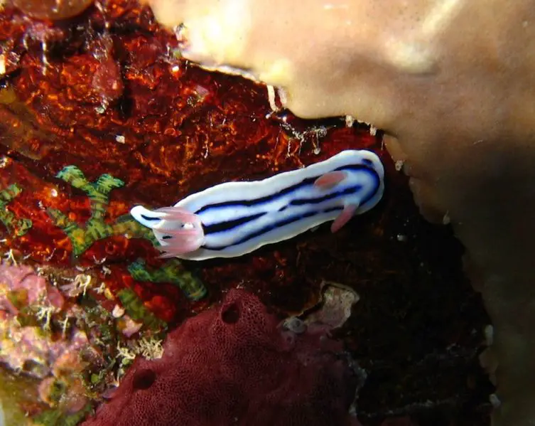 File:Chromodoris lochi.jpg