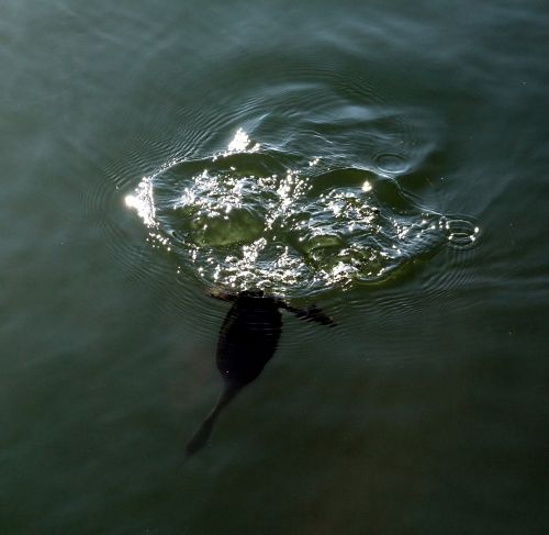 Grebe - New World Encyclopedia