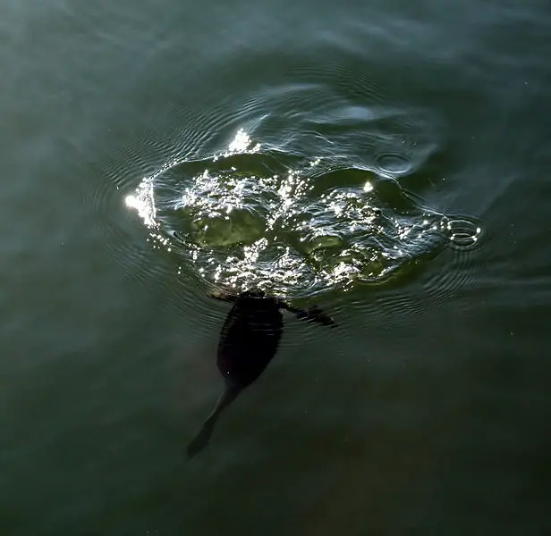 File:Diving grebe.jpg