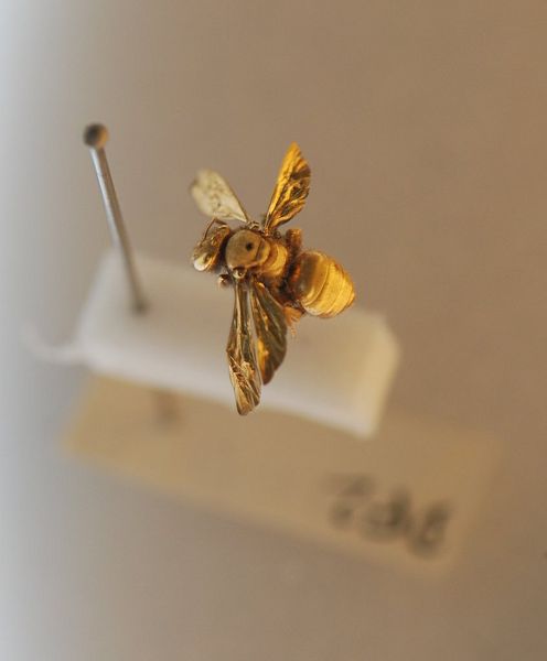 File:Golden insect 01 Pengo.jpg