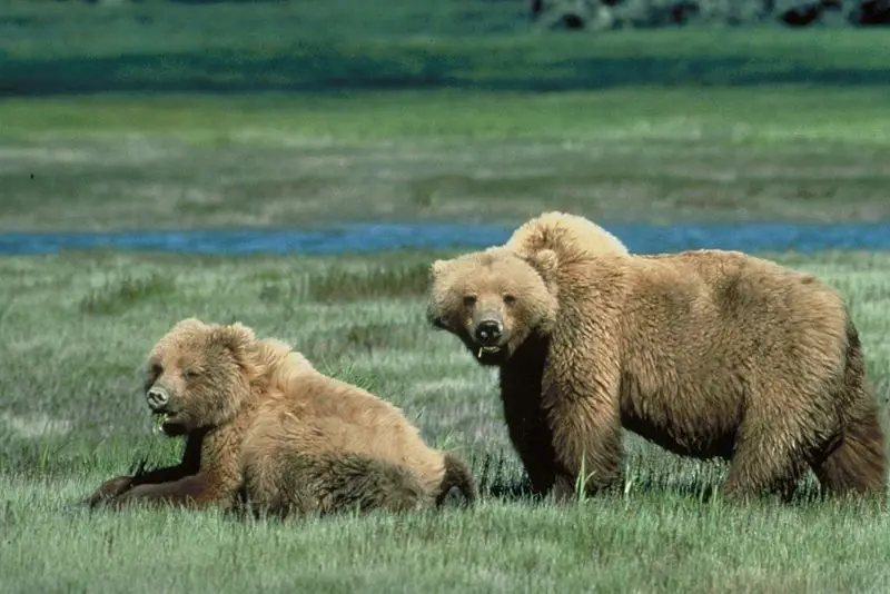 File:Grizzly Bears.jpg