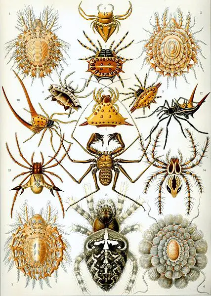 File:Haeckel Arachnida.jpg