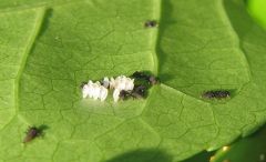 Coccinellidae - New World Encyclopedia