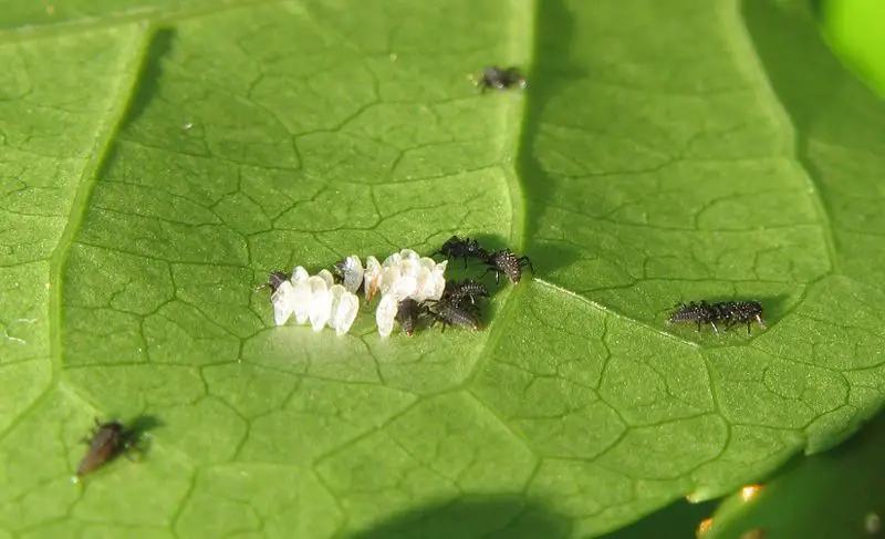 File:Lady-beetle-larvae-just-hatched.jpg