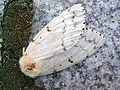 Thumbnail for version as of 02:34, 21 December 2007
