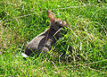 Thumbnail for version as of 22:11, 30 April 2008