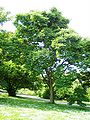 Thumbnail for version as of 16:40, 8 December 2007