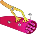 Thumbnail for version as of 01:51, 6 June 2007