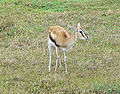 Thumbnail for version as of 07:31, 3 December 2007