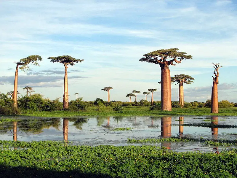 File:Adansonia grandidieri03.jpg