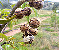 Thumbnail for version as of 23:13, 11 January 2007