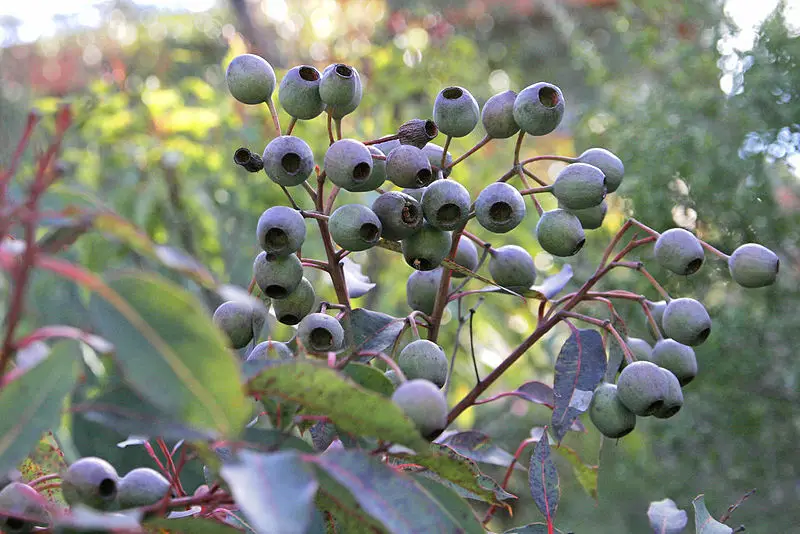 File:Eucalyptus wildfire seeds.jpg