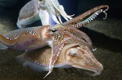 Two cuttlefish interact while a third looks on. Georgia Aquarium
