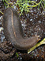 Thumbnail for version as of 13:31, 7 November 2008