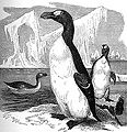 Thumbnail for version as of 00:53, 3 February 2006