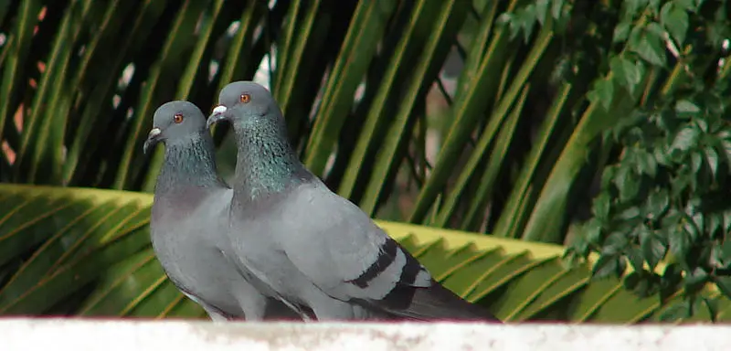 File:PrgeonsIndia.jpg
