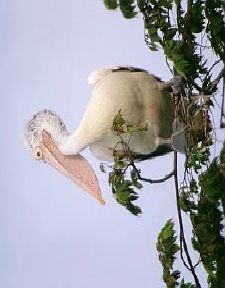 File:Spotbilled pelican.jpg