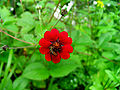 Thumbnail for version as of 00:01, 15 November 2007