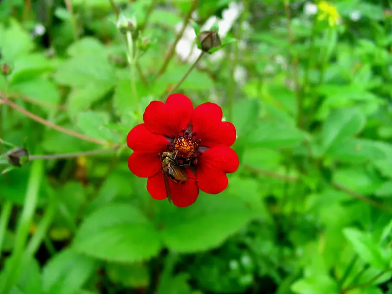 File:ValleyOf Flowers RedFlowerwithBee.jpg