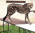 Thumbnail for version as of 22:19, 23 August 2008
