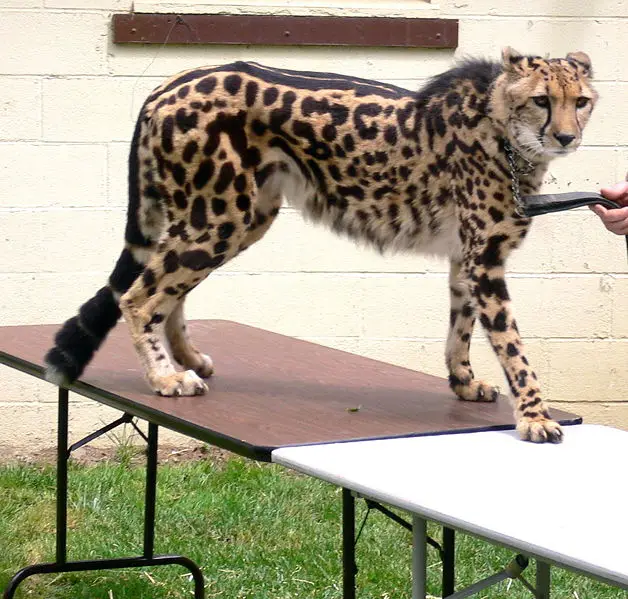 File:Acinonyx jubatus King Cheetah.jpg