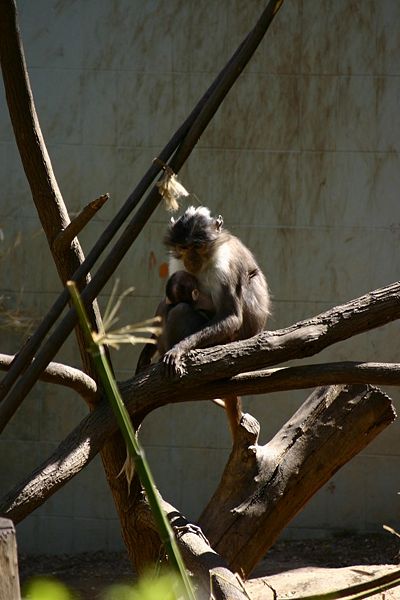 File:Barcelona.Zoologico.Mangabey.Gris.jpg