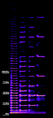 Thumbnail for version as of 17:21, 23 July 2007