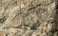 Thumbnail for version as of 02:37, 5 January 2007