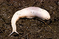 Thumbnail for version as of 13:34, 7 November 2008