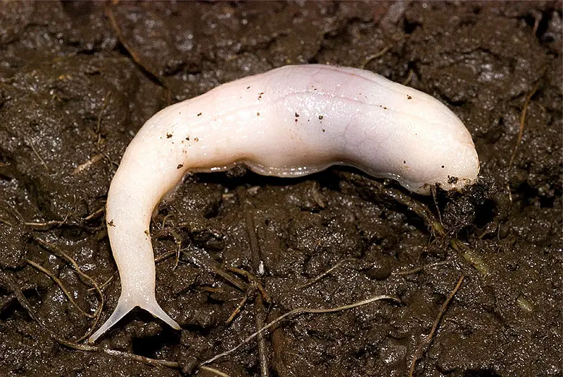 File:Ghost Slug adult.jpg