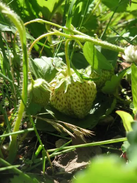 File:Green strawberry.JPG