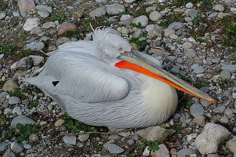 File:Krauskopfpelikancele4.jpg