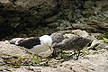 Thumbnail for version as of 17:13, 25 June 2007