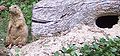 Thumbnail for version as of 03:42, 21 December 2008