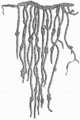 Thumbnail for version as of 06:27, 11 February 2006
