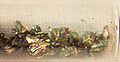Thumbnail for version as of 17:52, 25 November 2006