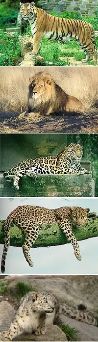 Top to bottom: Lion, Tiger, Jaguar, and Leopard